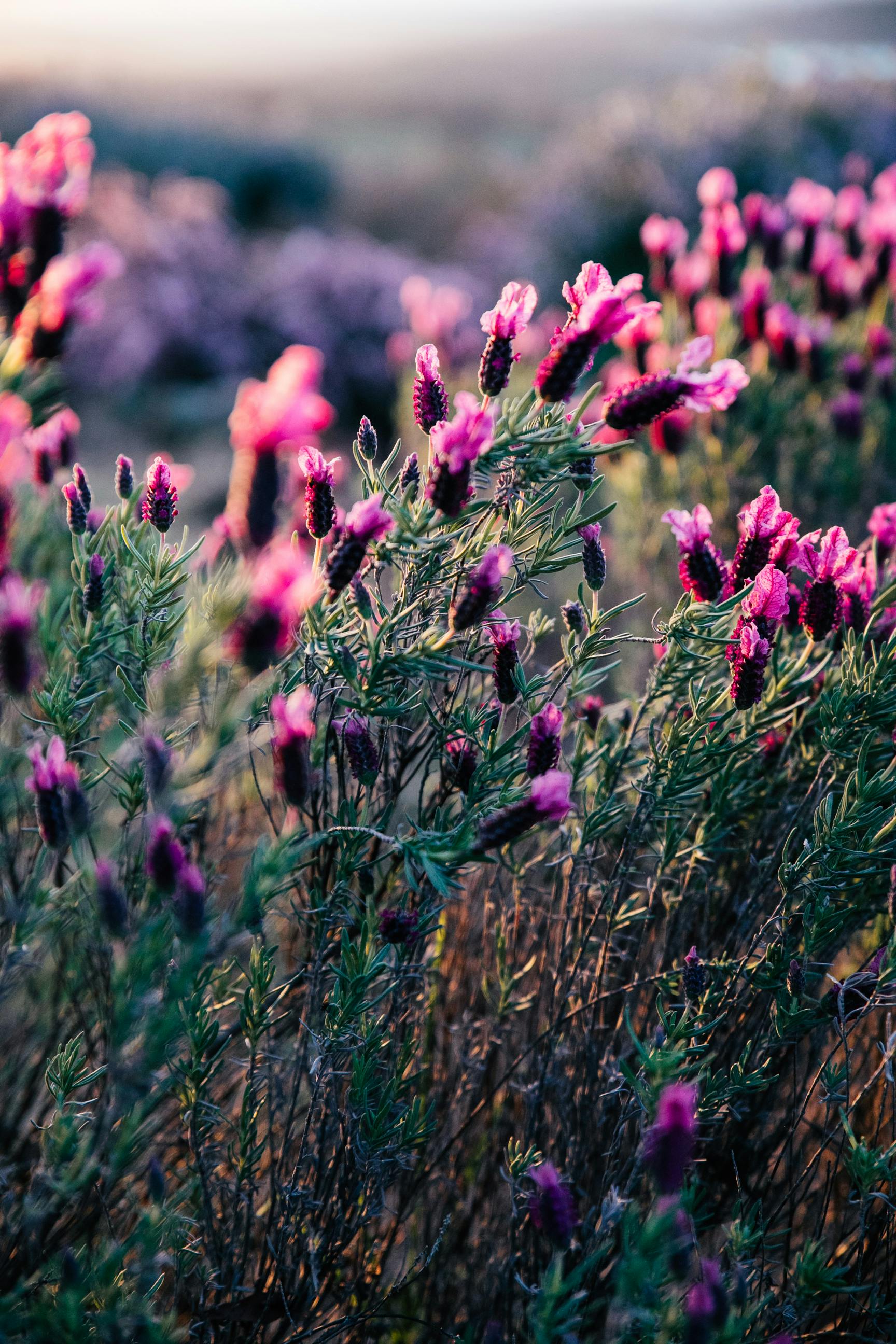 Bloom